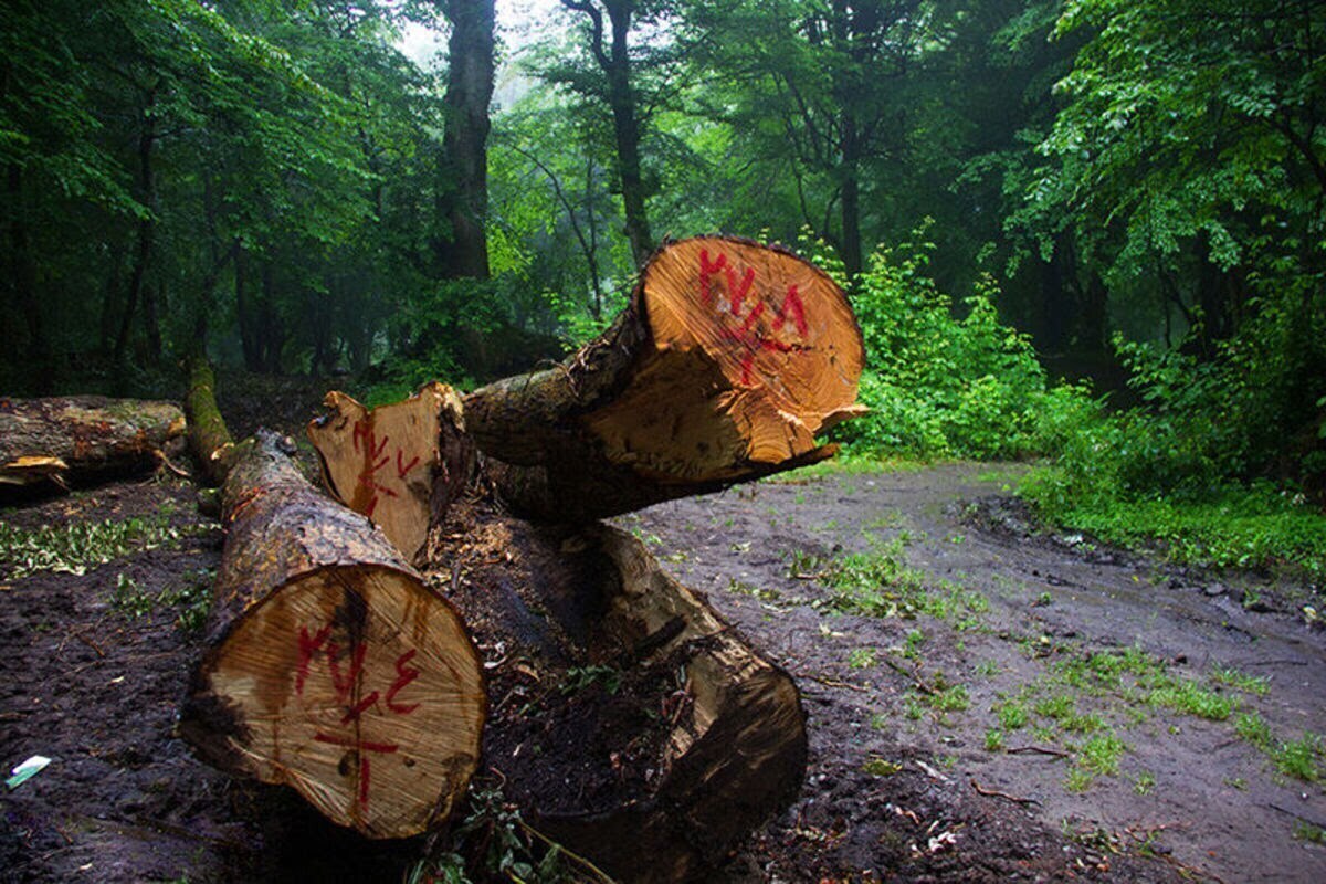 توسعه‌ در ایران به قیمت نابودی جنگل‌ها تمام می‌شود!