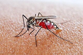 ساکنان سیستان و بلوچستان ابتلا به مالاریا را جدی بگیرید